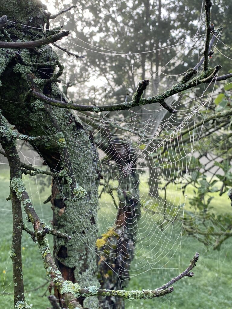 Ein Spinnennetz in einem Baum