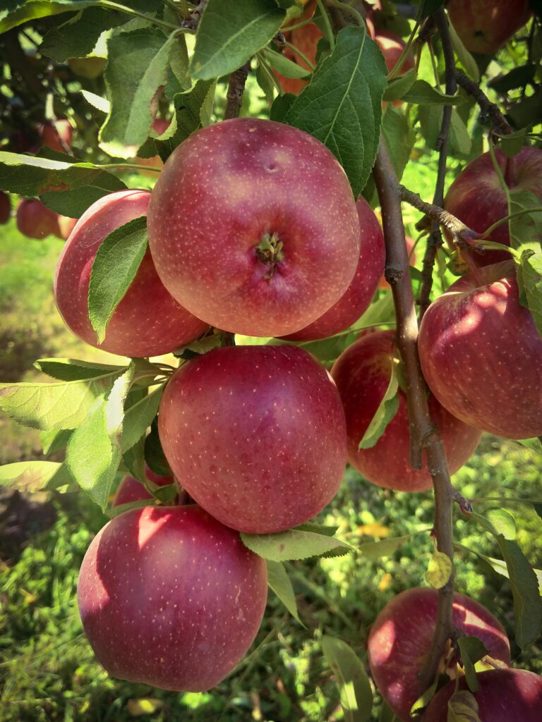 Rote Äpfel an einem Baum