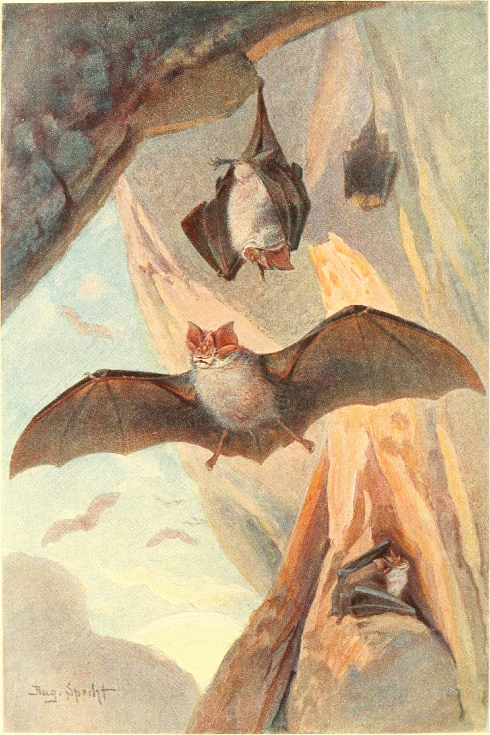 Fledermausnacht